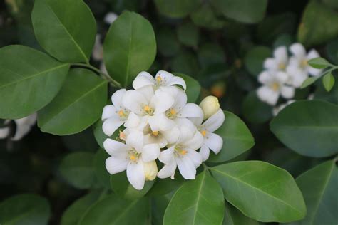 Flores De Jazm N Naranja O Murraya Paniculata Cierra El Ramo De Flores