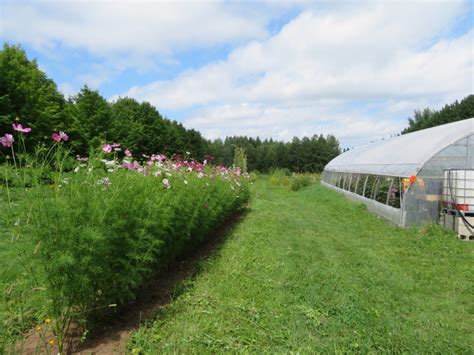 Cosmos Picot E Semences Le Potager Ornemental De Catherine