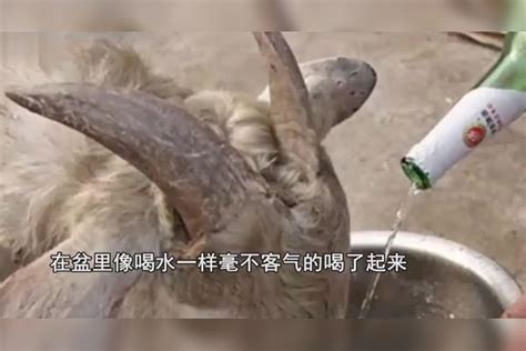 这只山羊成精了不仅喜欢吃肉喝酒喝醉了还做出这事太彪悍了 只山羊