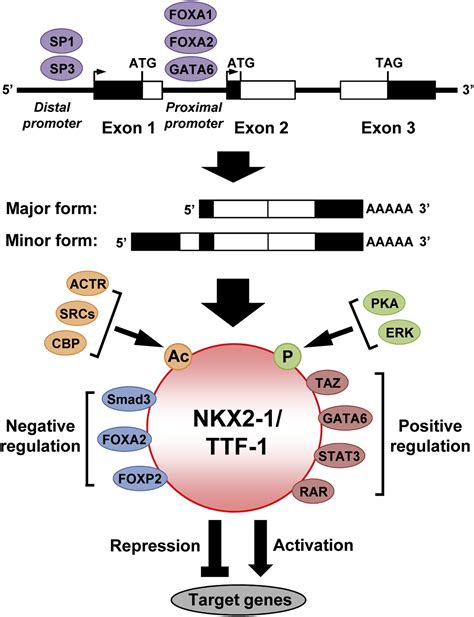 NKX2 1 TTF 1 An Enigmatic Oncogene That Functions As A Double Edged