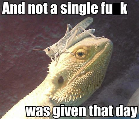 30 Bearded Dragon Memes To Make You Smile Bearded Dragon Cute