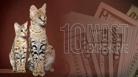 Top 10 Most Expensive Cat Breeds In The World