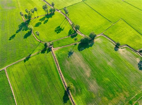 Aerial View Of Green Rice Field With Trees In Thailand Above View Of