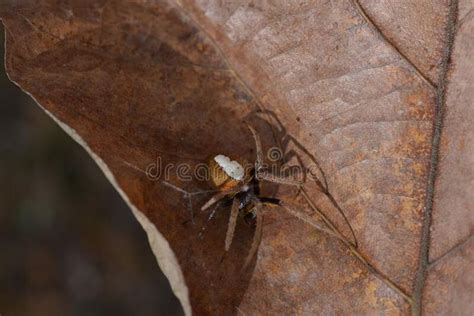 A Spider Sitting On Top Of A Leaf In The Forest Royalty Images And