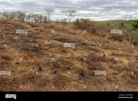 Semi Arid Region Fotos Und Bildmaterial In Hoher Aufl Sung Alamy