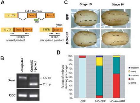 Xena Knockdown Disrupts Neural Tube Formation A Schematic Showing