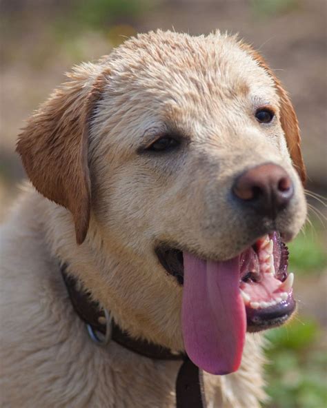 Il Cane Soffre Il Caldo Ecco Cosa Fare Blog Aniwell