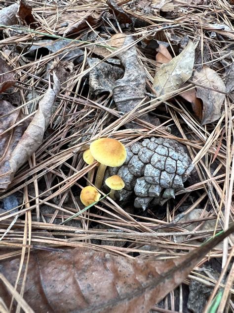 Common Gilled Mushrooms And Allies From Pick Estates South Auburn AL