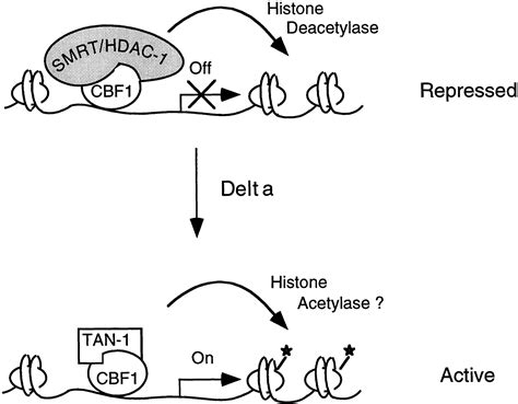 A Histone Deacetylase Corepressor Complex Regulates The Notch Signal