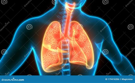 Pulm Es Do Sistema Respirat Rio Dos Rg Os Internos Humanos