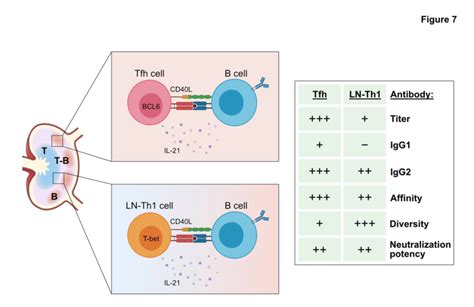 Tfh Cells And Ln Th Cells Mediate Complementary Pathways Of