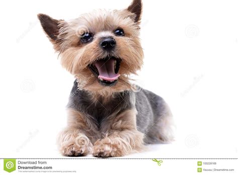 Estudio Tirado De Un Yorkshire Terrier Lindo Imagen De Archivo Imagen