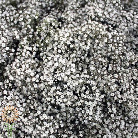 wholesale babys breath gypsophila  weddings arrangements
