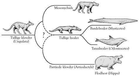 Mesonychids Evolution