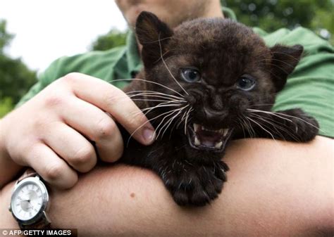 Unveiling The Beauty Rare Black Jaguar Cubs Take Center Stage At