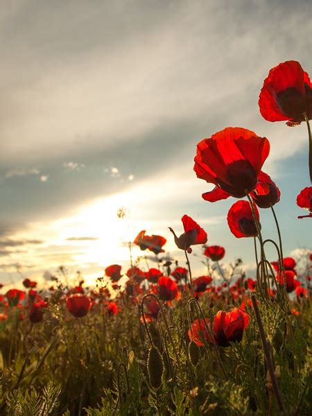 history   poppy   poppyscotland