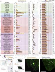 A Whole Brain Atlas Of Inputs To Serotonergic Neurons Of The Dorsal And Median Raphe Nuclei Neuron