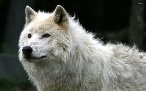 White Wolf wallpaper - Animal wallpapers - #1808