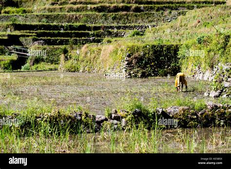 Batad Rice Terraces Banaue Ifugao Philippines Stock Photo Alamy