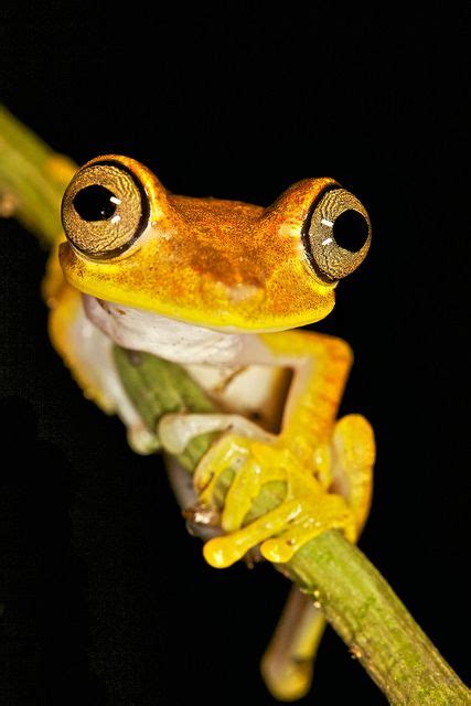 Hypsiboas Picturatus Cute Reptiles Amazing Frog Reptiles And Amphibians