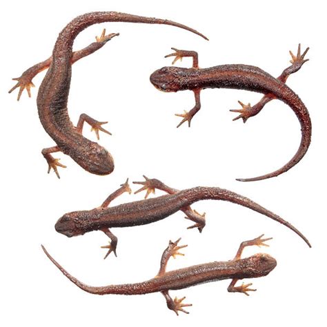 290+ Northern Crested Newt Stock Photos, Pictures & Royalty-Free Images ...