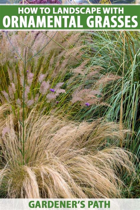 Easy Landscaping With Ornamental Grasses Gardener S Path