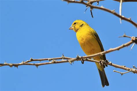 Canary Finches And Canaries Guide Omlet US