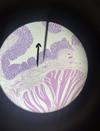 Histology A P Ii Lab Flashcards Quizlet