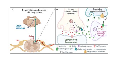 Duloxetine And Amitriptyline Reduce Neuropathic Pain By Inhibiting