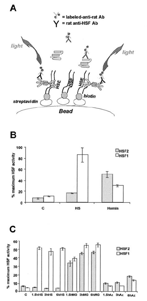 ORIGEN Based Assay Of HSF DNA Binding Activity A Assay Scheme As