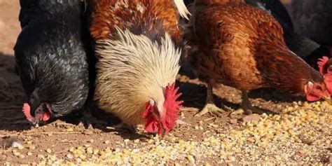 Cracked Corn Vs Whole Corn For Chickens [A Detailed Discussion]