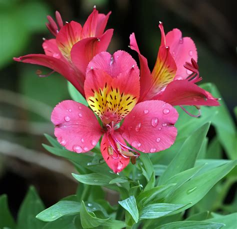 I Fiori Recisi Quali Durano Di Pi E Come Averne Cura