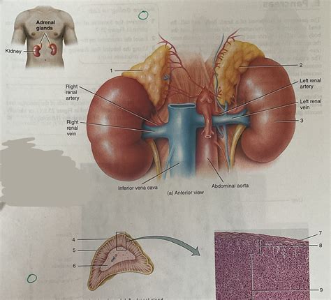 Anatomy Of Salivary Gland Diagram Sexiz Pix