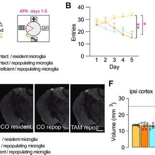 Microglial Bdnf Deficiency Does Not Influence The Dendritic Morphology