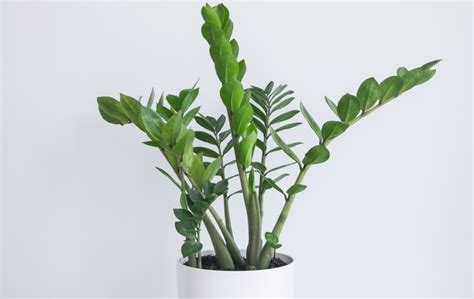 ZZ Plant Care Guide – Merrifield Garden Center