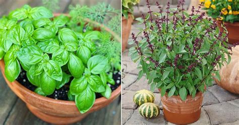 22 Types of Basil to Grow | Best Basil Varieties