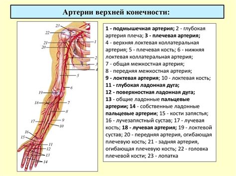 "Вены предплечья анатомия схема"