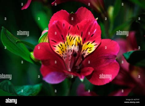 Edelweiss Perennials Alstroemeria 39indian Summer39