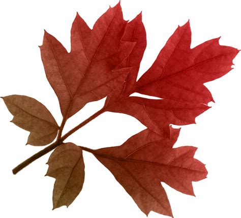 Autumn Leaves PNG Images Transparent Free Download | PNGMart.com