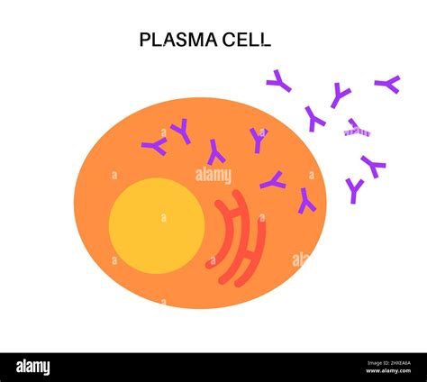 Célula De Plasma Imágenes Recortadas De Stock Alamy