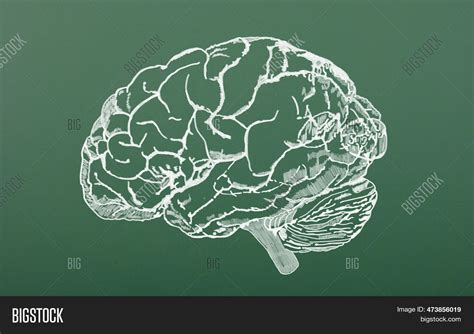 Human Brain Scheme Image Photo Free Trial Bigstock