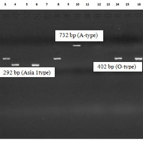 A Control Bhk 21 Cell Elongated Shape B Fmdv Infected Bhk 21 Cell