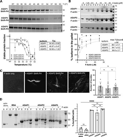 A Lysine Rich Cluster In The N BAR Domain Of ARF GTPase Activating