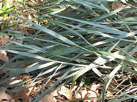 Canyon Prince Giant Wild Rye Leymus Condensatus Canyon Prince In