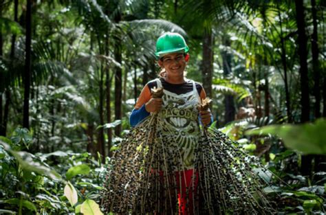 Produtores De A A Expandem Rea Certificada De Manejo Sustent Vel