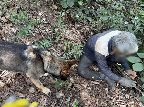 하루에 실종자 2명 찾아낸 첫 구조견 고고