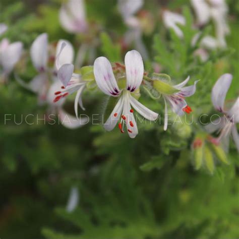 Pelargonium White Graveolens G Ranium Odorant G Raniums Achetez