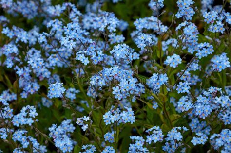 Fundo Vegetal Da Myosotis Alpestris Foto De Stock Imagem De