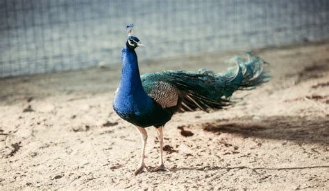 7 Things That Could Cause Peacock Sneezing The Hip Chick