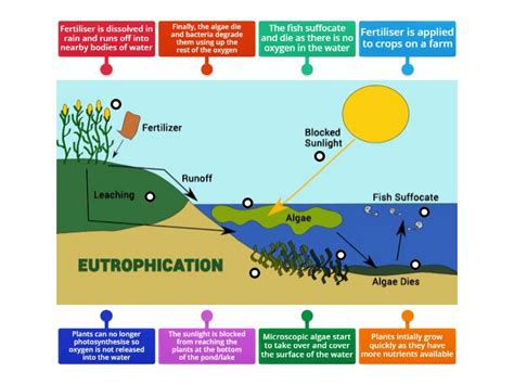 Eutrophication Diagram CES - Labelled diagram